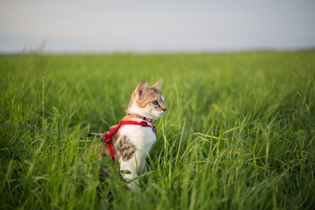 A cat with a harness sits on green grass.