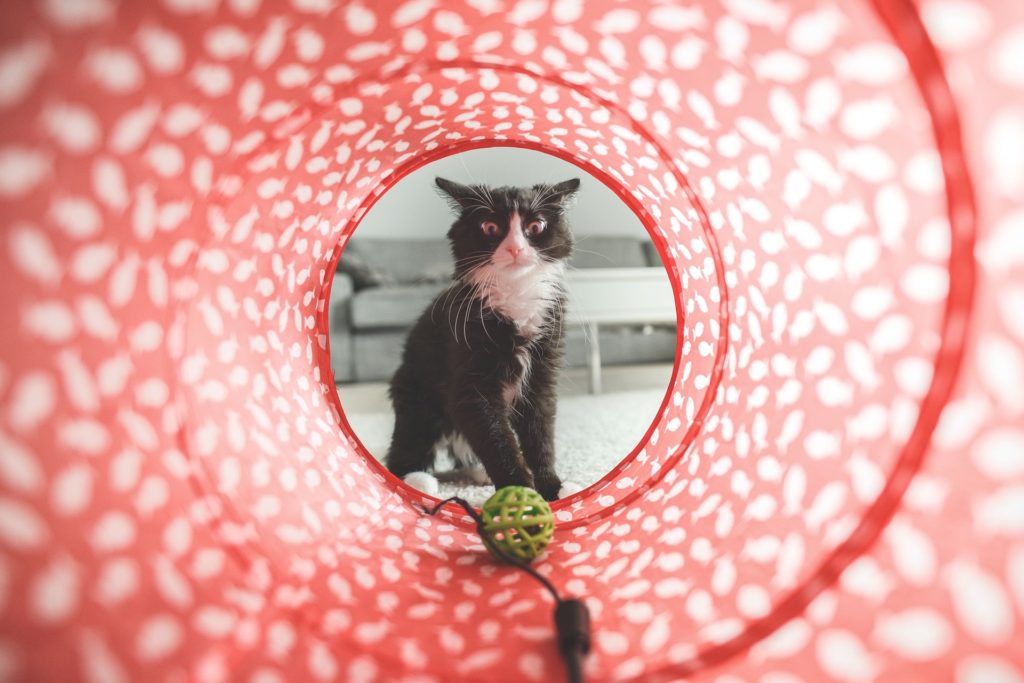 A cat stares at his toy through a cat tunnel.

