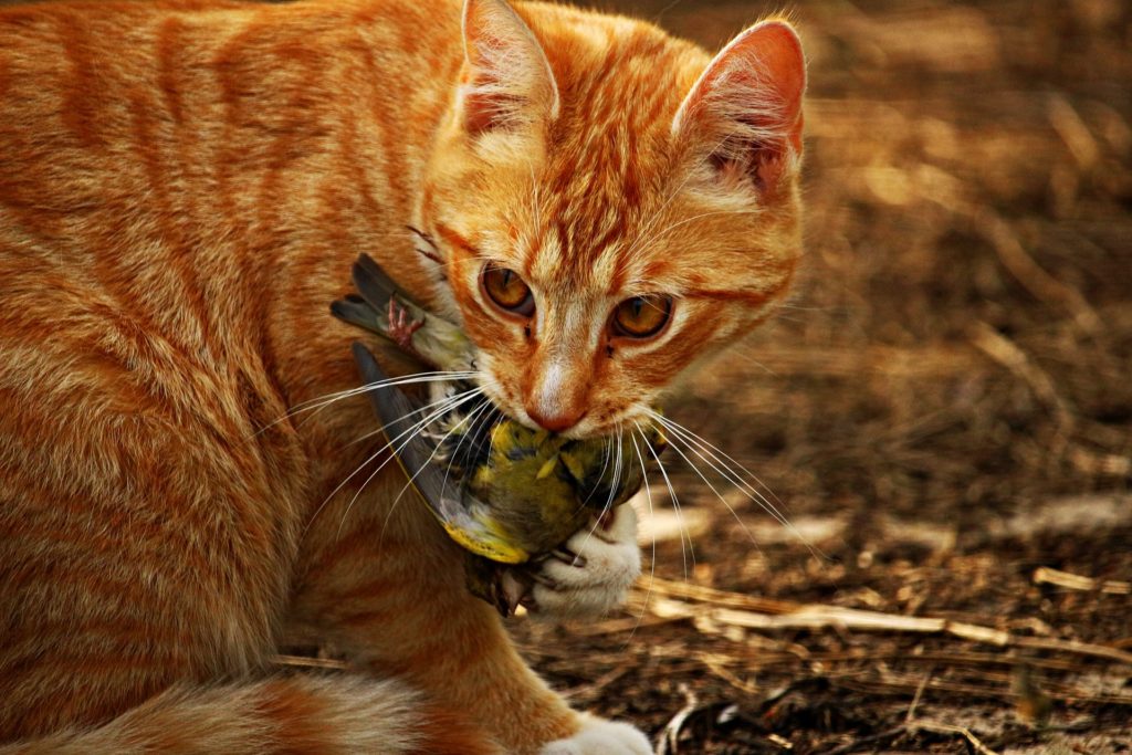 Orange tabby cat with bird in its mouth.
