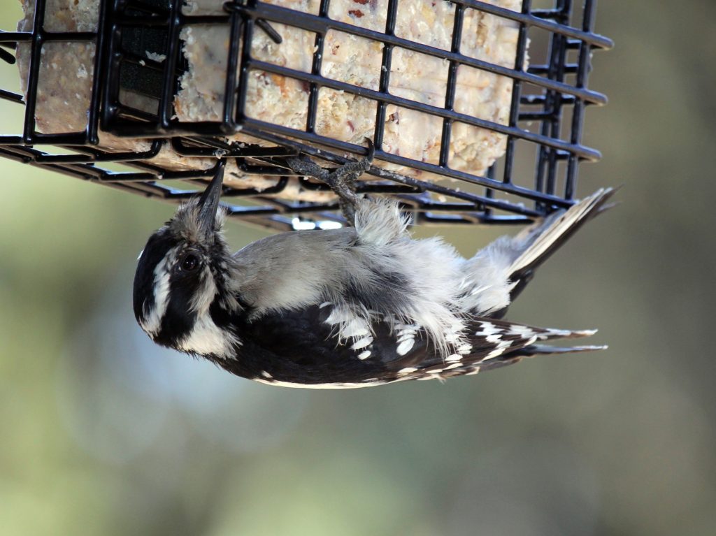 A woodpecker hangs under a suet feeder while feeding.