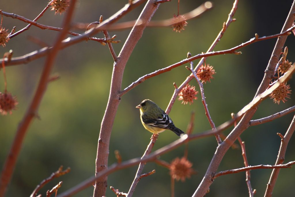 A finch sits peacefully on a bare branch.
