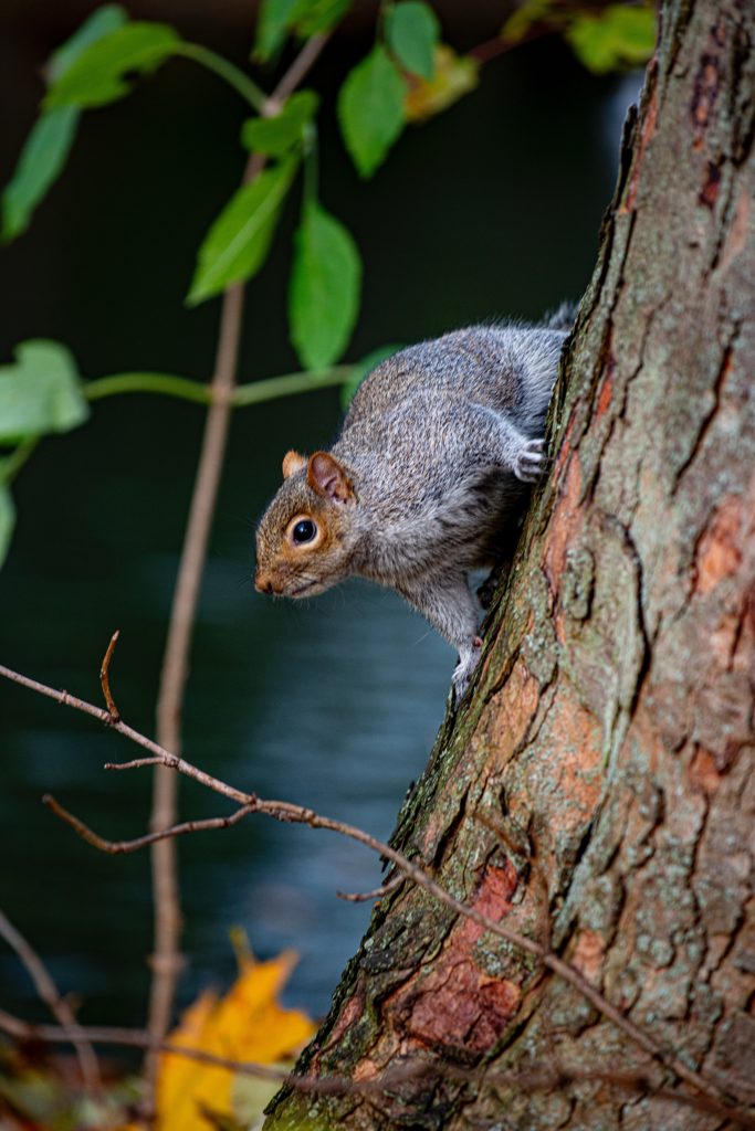 A grey squirrel scheming while perched on a tree trunk.