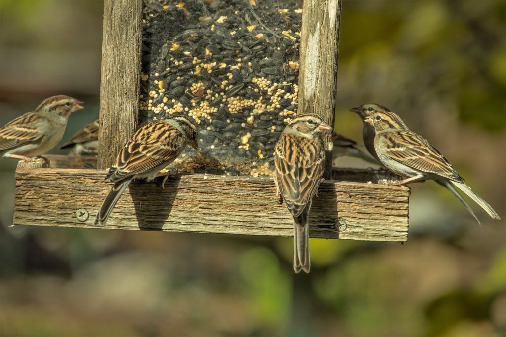 Sparrows gather at a full bird feeder to feast on sunflower seeds.