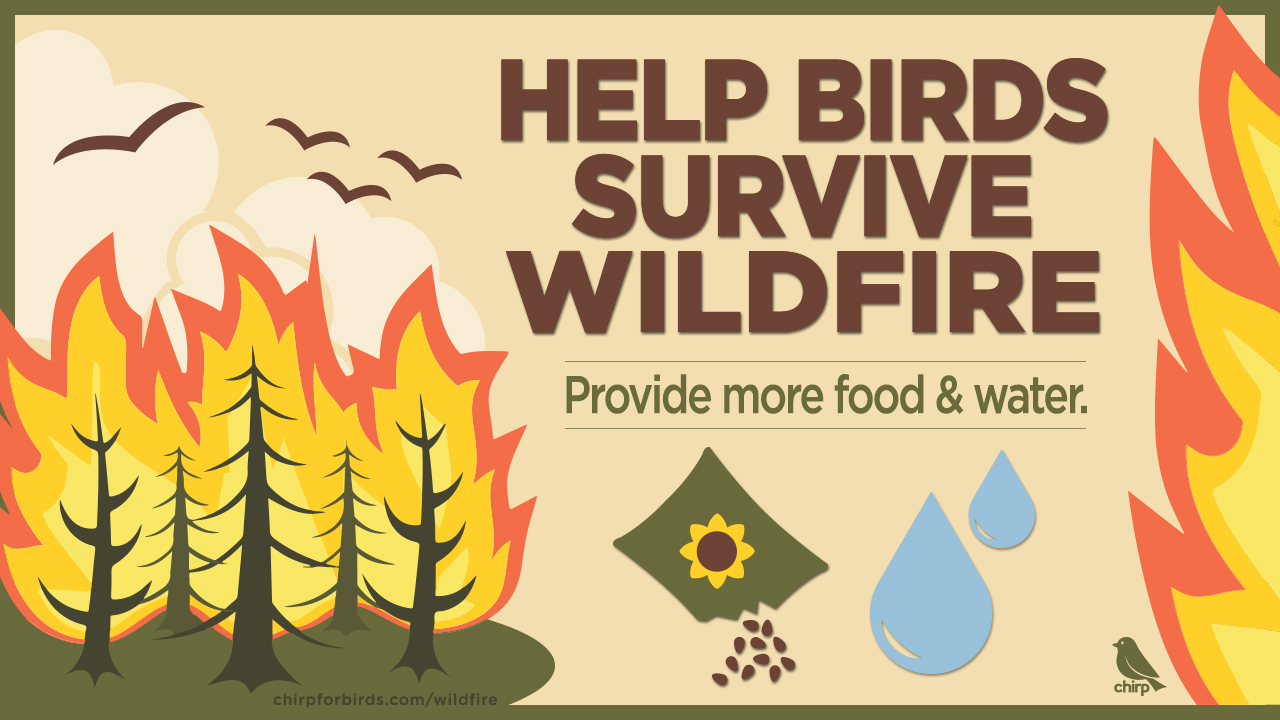 Help Birds Survive Wildfire - Chirp