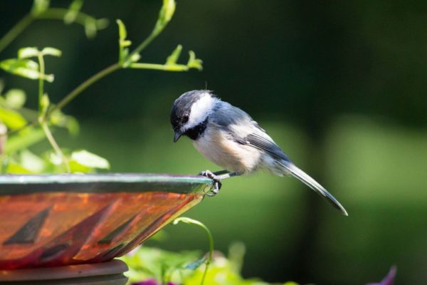 A bird looks into a birdbath.