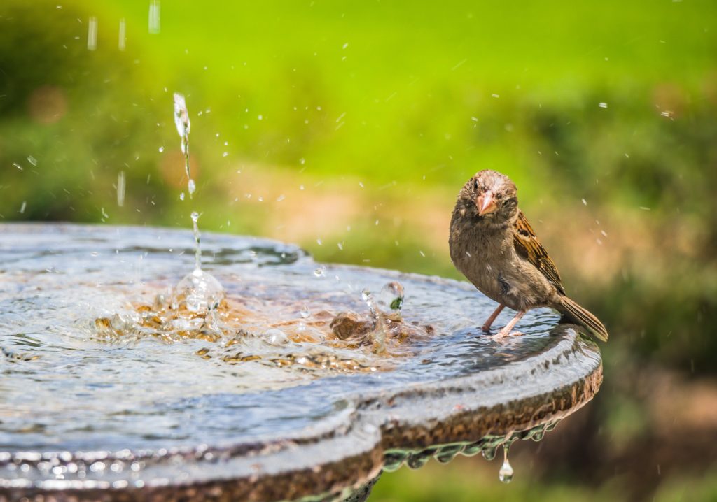 A brown bird standing in a birdbath, considering the water. 