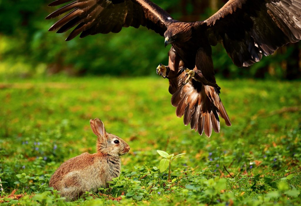 A raptor bird about to grab a rabbit on the ground.