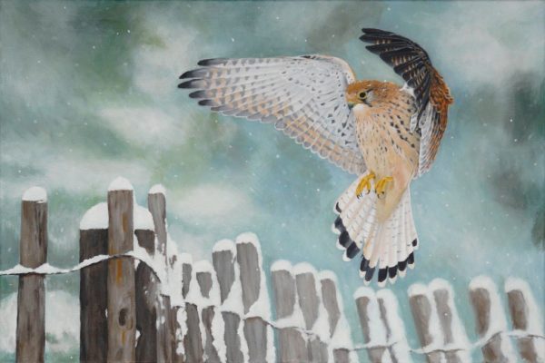 A sharp-shinned hawk swoops down from above in a snowy landscape.
