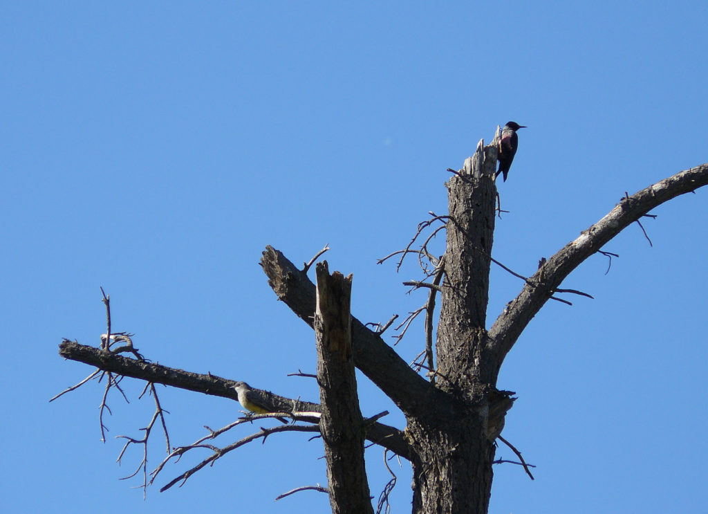 A Lewis's woodpecker atop a burned tree.