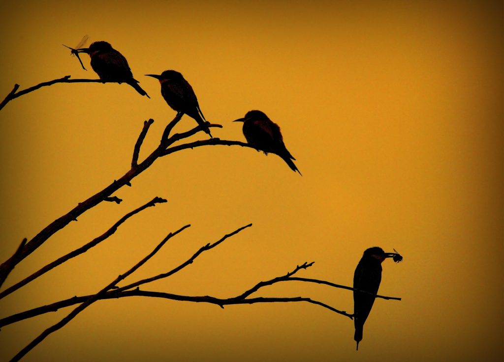 Four birds perch on dead branches silhouetted against a fire-orange sky.
