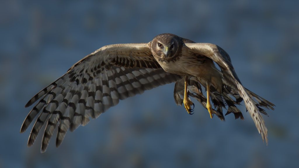 A Cooper's hawk flies, searching for prey.