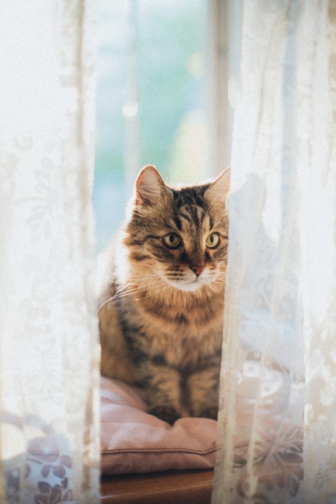 A cat suns himself behind sheer curtains on a windowsill.