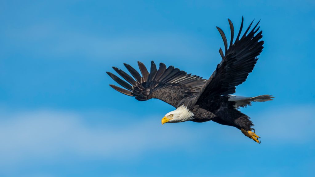 predatory birds names