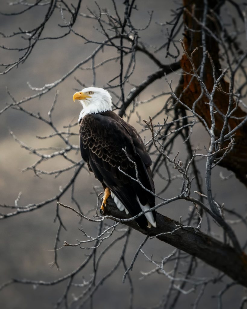 A bald eagle perches regally on a bare tree branch.
