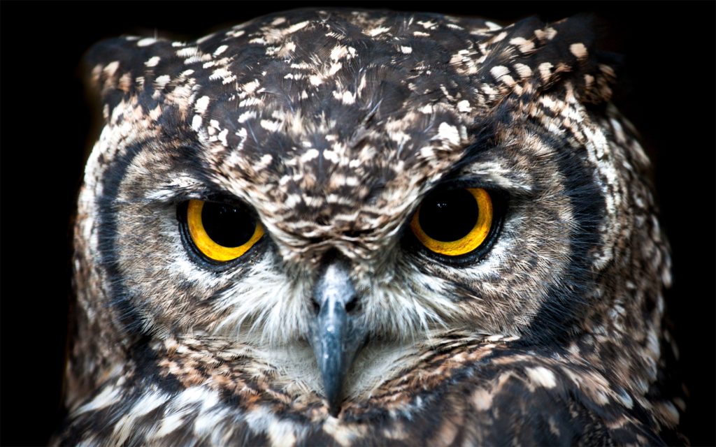 Close-up shot of a spotted owl.