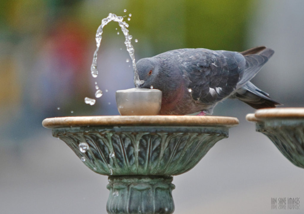 A pigeon drinks out of a bird bath.
