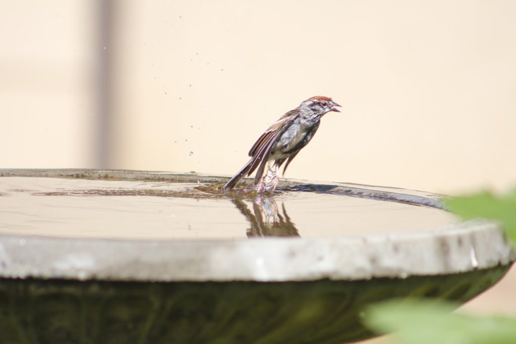 A bird flies away from a birdbath filled to the brim with water.