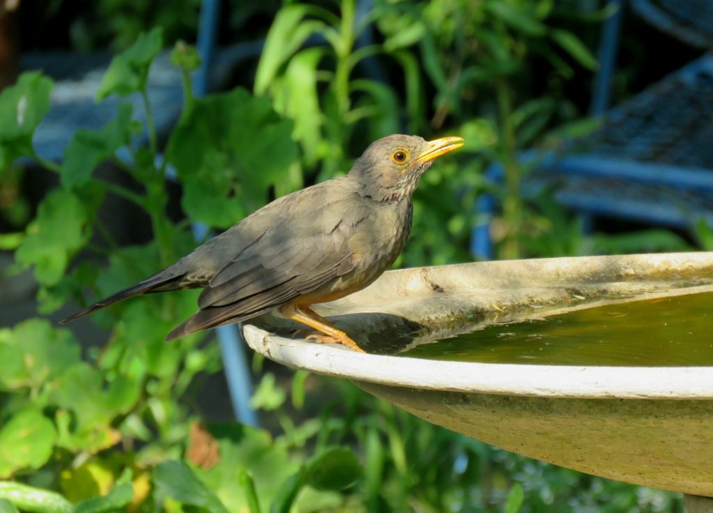 A bird perches on the side of a dirty birdbath.