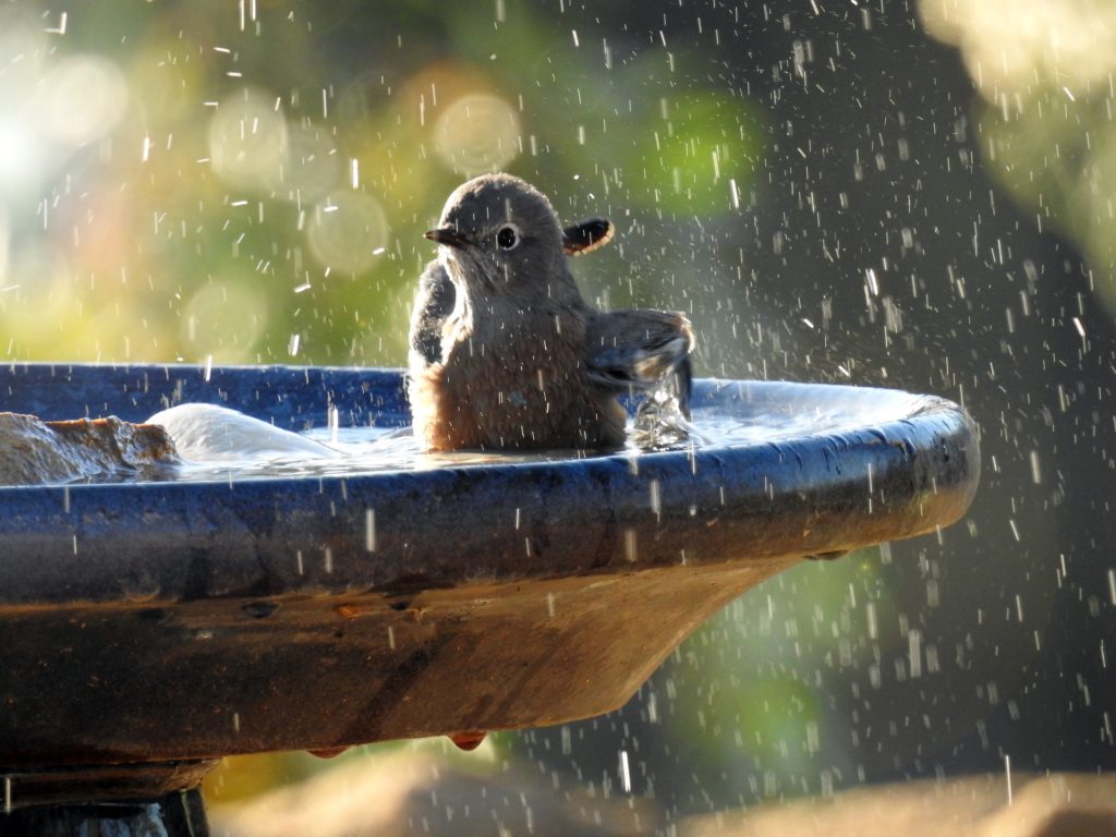 A bluebird happily bathes in a birdbath.