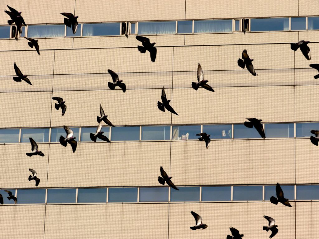 Dozens of birds fly past a city building's windows.