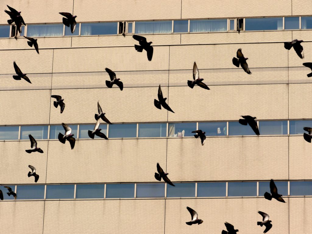 List Of 10+ How To Stop Birds Flying Into Window