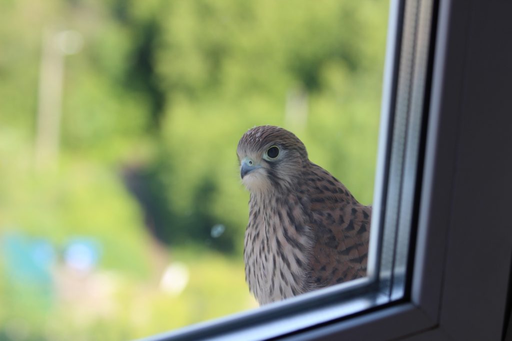 A bird peeping Tom looks into a window.