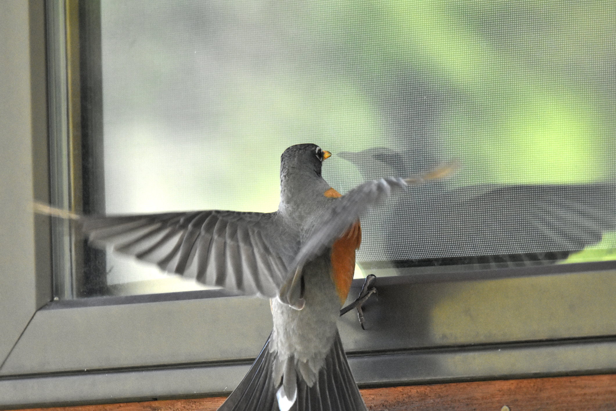 bird flying by a window
