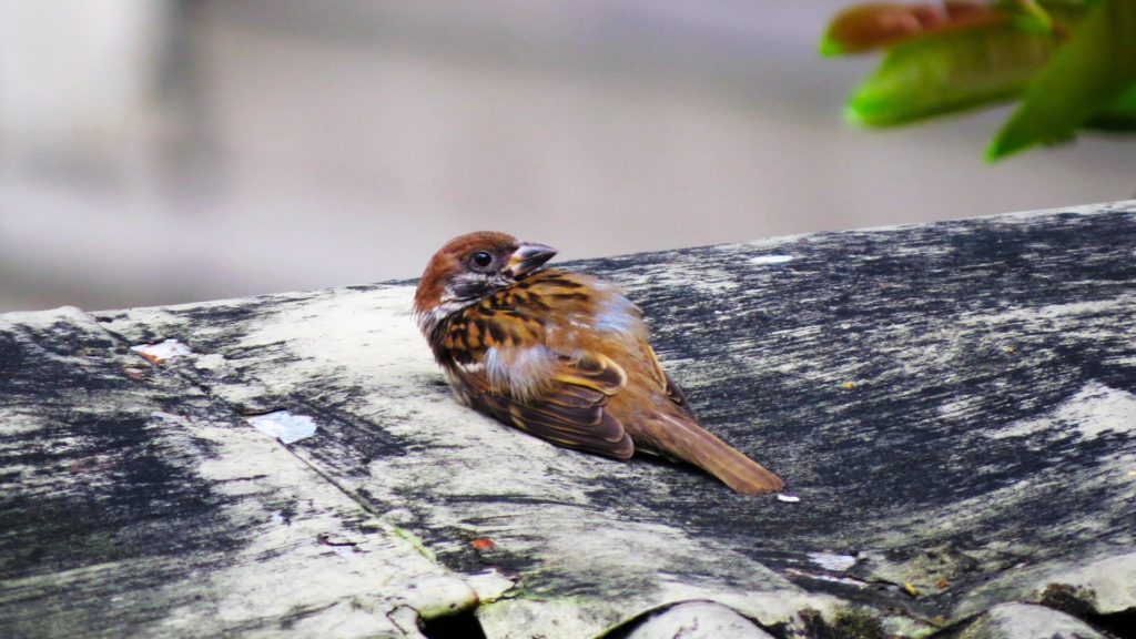 A bird lies prone on the ground.