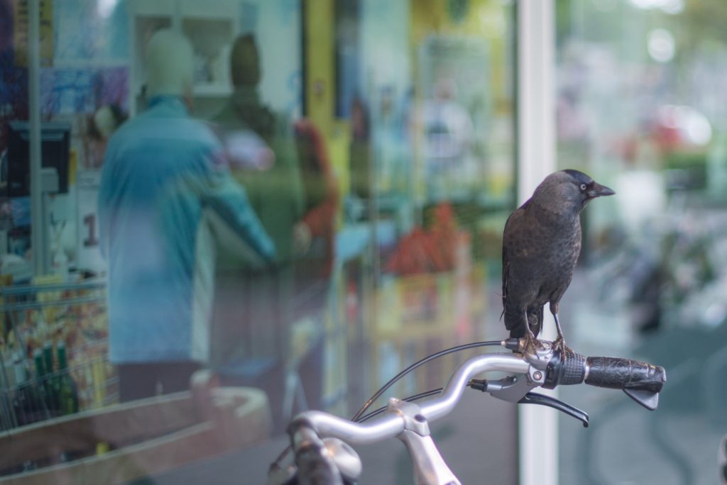 A bird perches on bike handlebars next to a window.