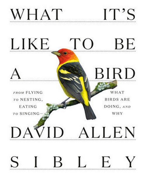 David Sibley's What It's Like to Be a Bird book cover