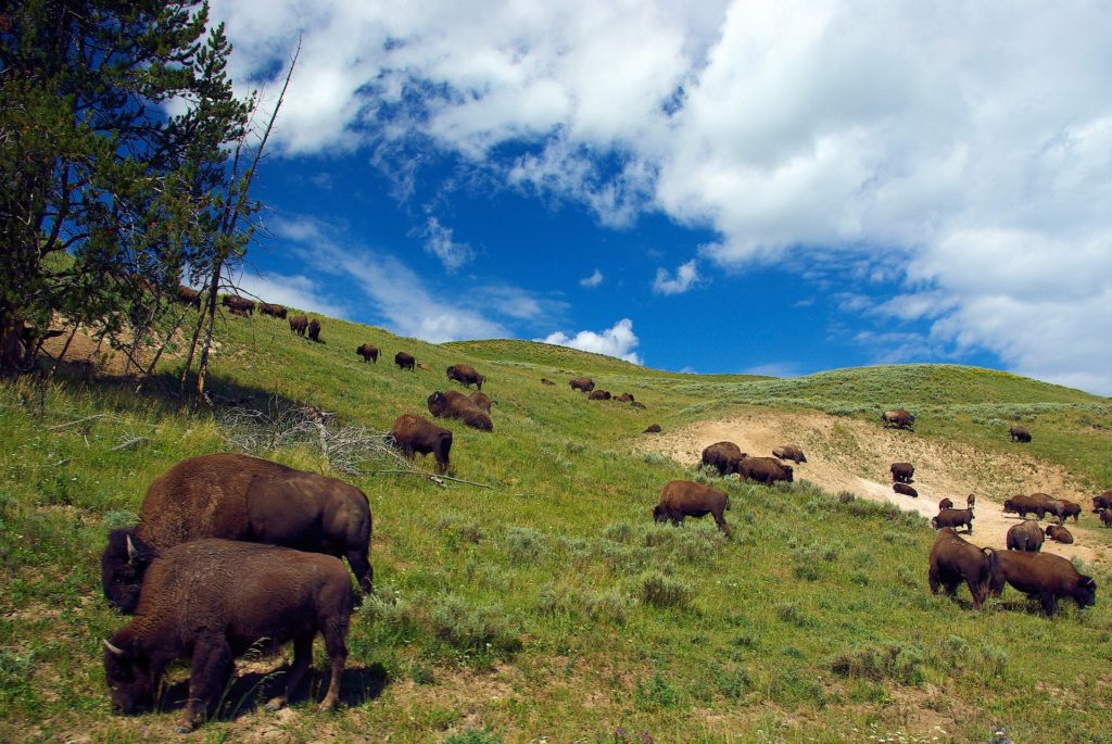 A herd of bison graze on a green hillside with a blue sky above them.