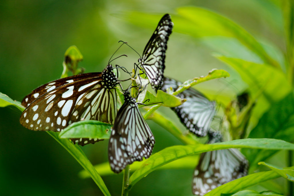 A group of butterflies descend on some greenery.