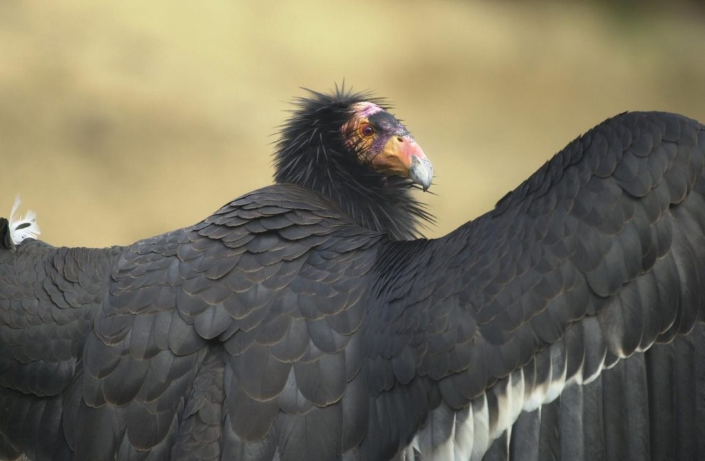 A California condor spreads its wings, showing its impressive wing span.