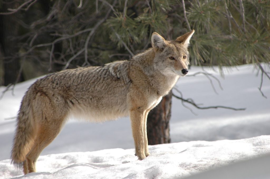 A grey wolf strikes a regal pose amidst a snowy landscape.