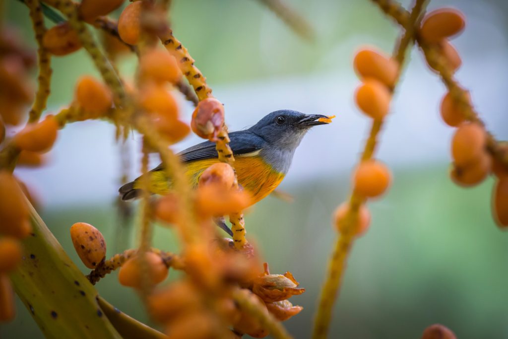 A warbler sits atop a tree branch.