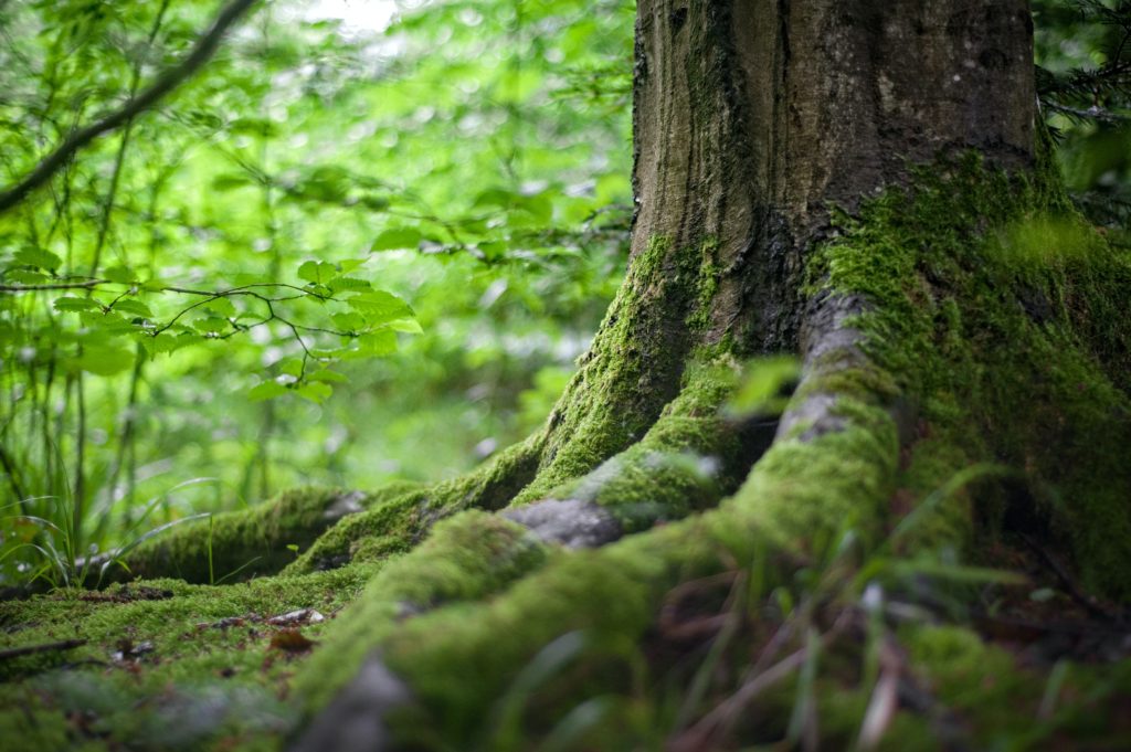 Moss grows on a tree trunk on a healthy forest floor. 