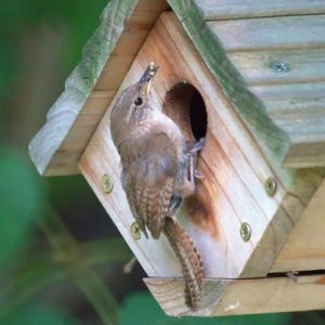 Products Archive – Chirp Nature Center