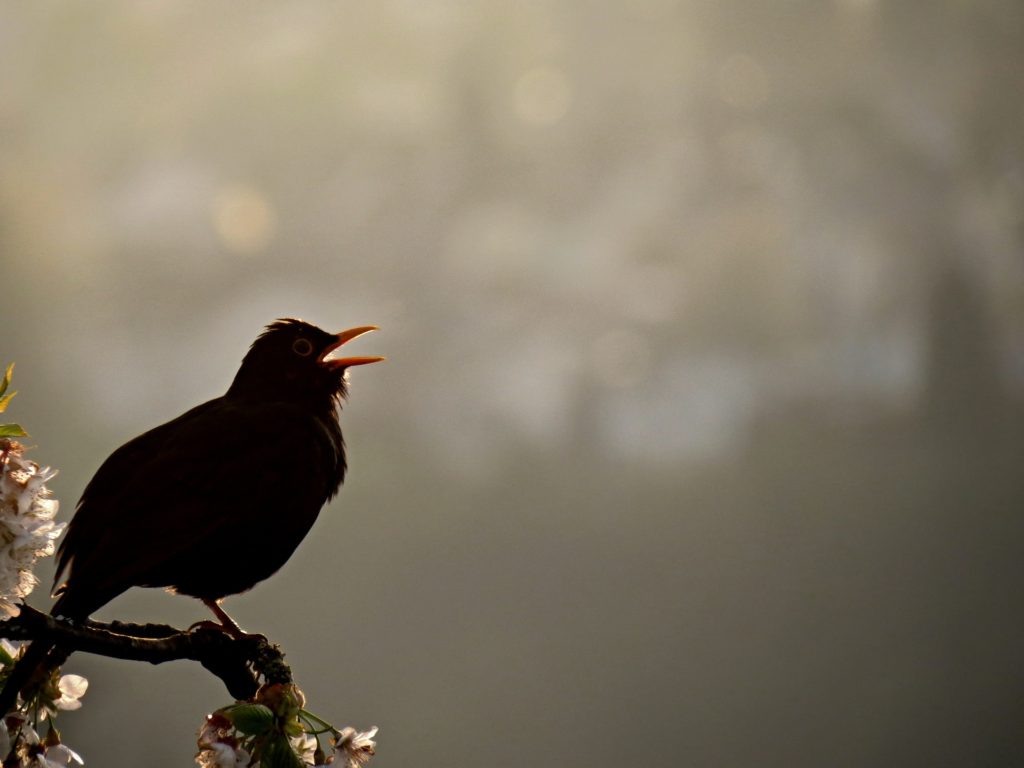 A blackbird singing from a tree branch as the sun barely rises.