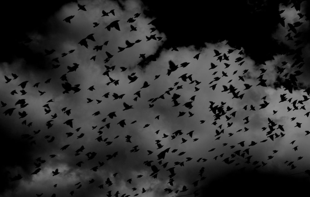 A large fllock of birds dominate the sky as they fly away from the oncoming storm.