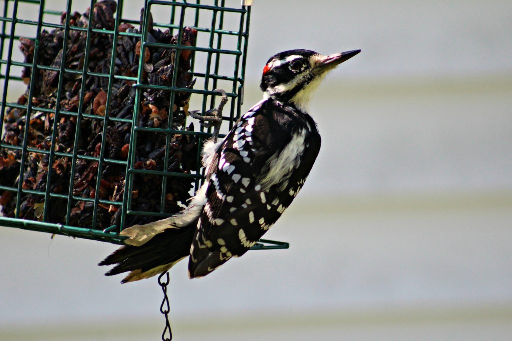 A Downy woodpecker perches on a suet cage feeder, ready to feed.
