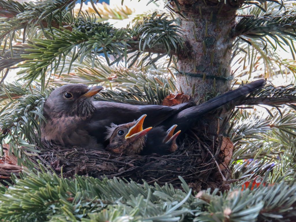 A blackbird sitting on her two nestlings.