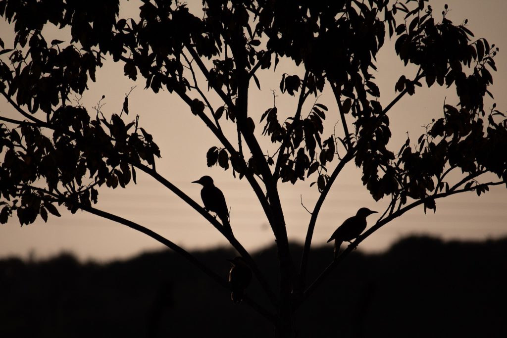 Two birds in profile, sitting on tree branches at dusk.