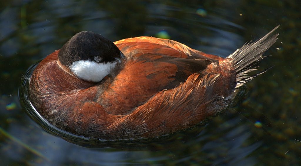 A duck asleep while floating on water.