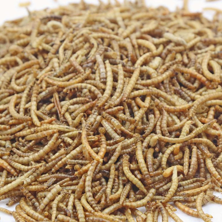 A pile of dried mealworms.