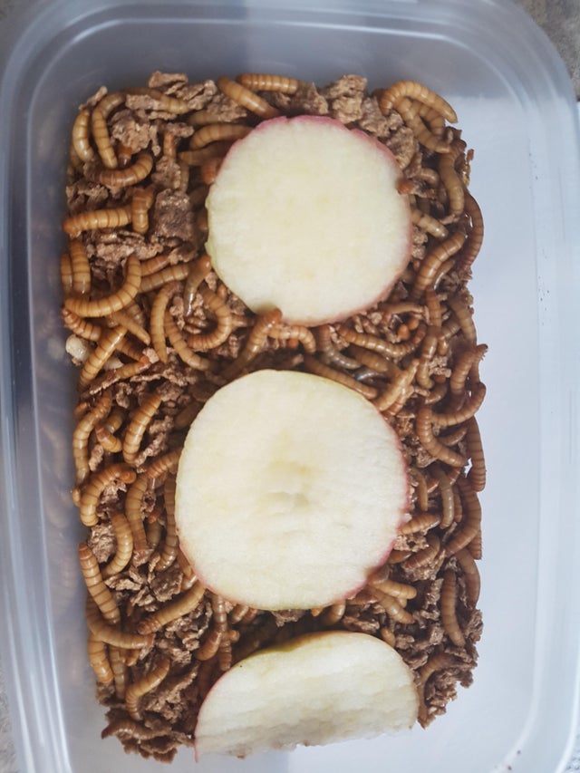 An open container of live mealworms, with apple slices and bran flakes on the bottom.