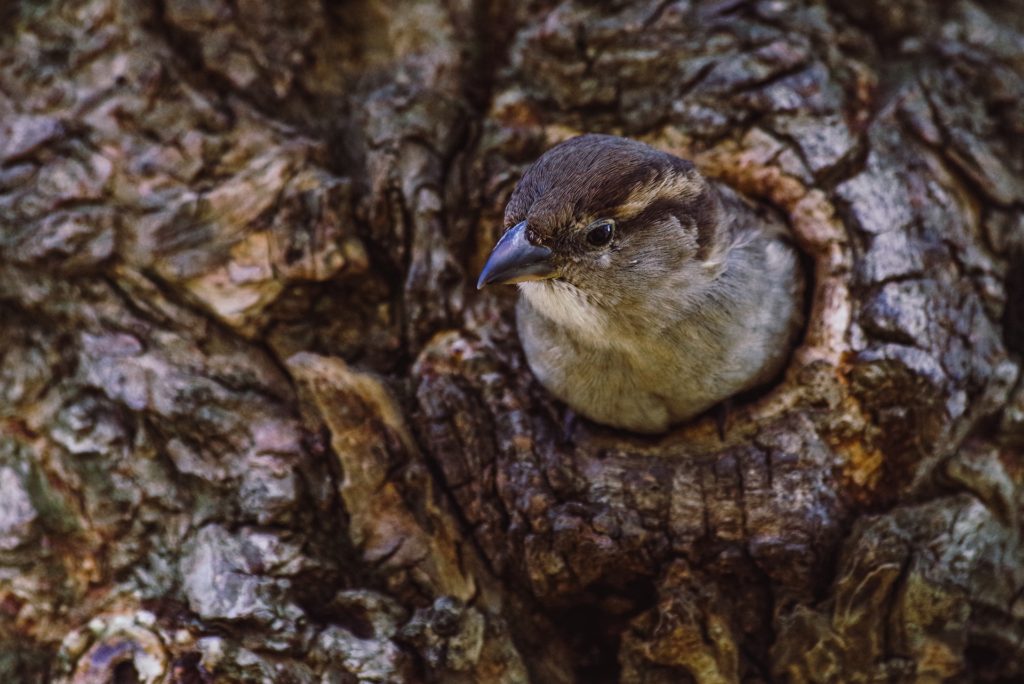 A sparrow pops its head out of its sleeping spot--a hole in a tree.
