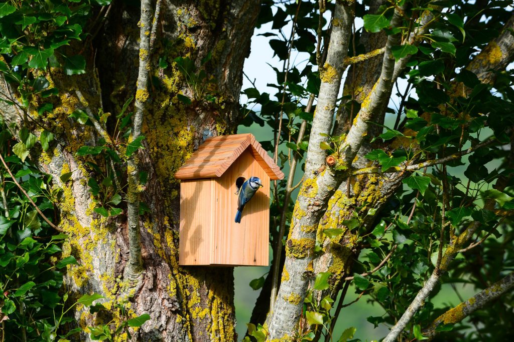 A blue tit perches on then entrance hole of a wood birdhouse mounted in a tree.