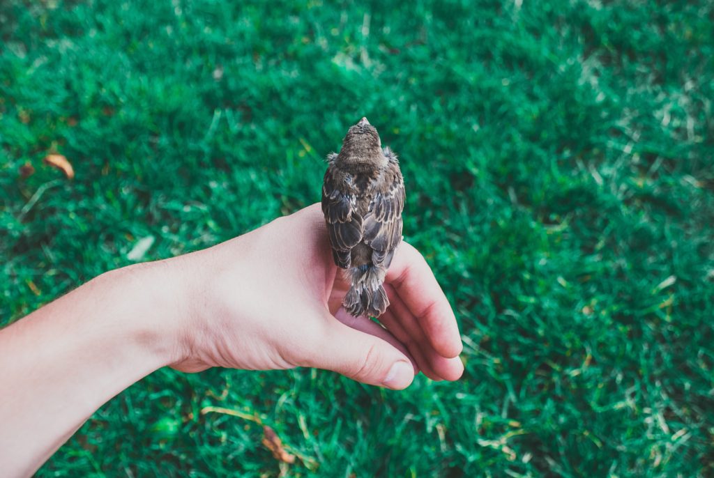 A sparrow perches on a person's hand.