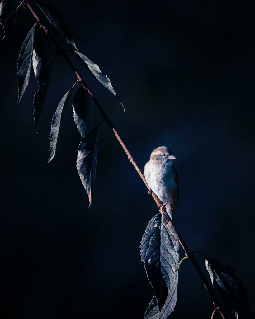 A small brown bird perches on a tree branch with a black, artistic photo background.