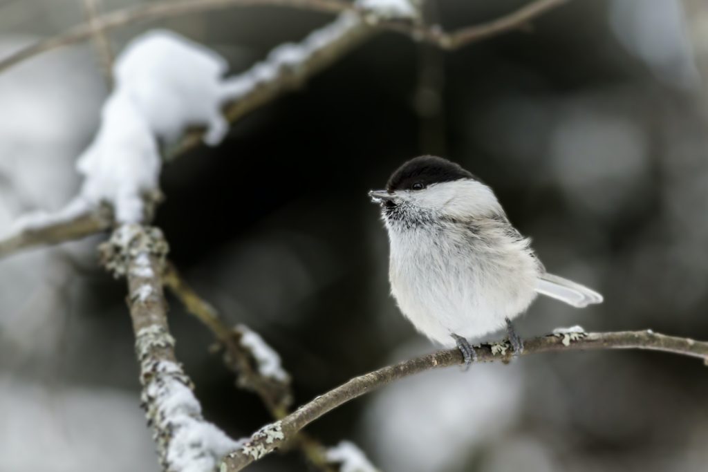 A chickadee perches atop a snowy tree branch.